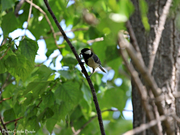 La biodiversité à Rasteau : réintroduire des espèces en tant qu’auxiliaire à la vigne