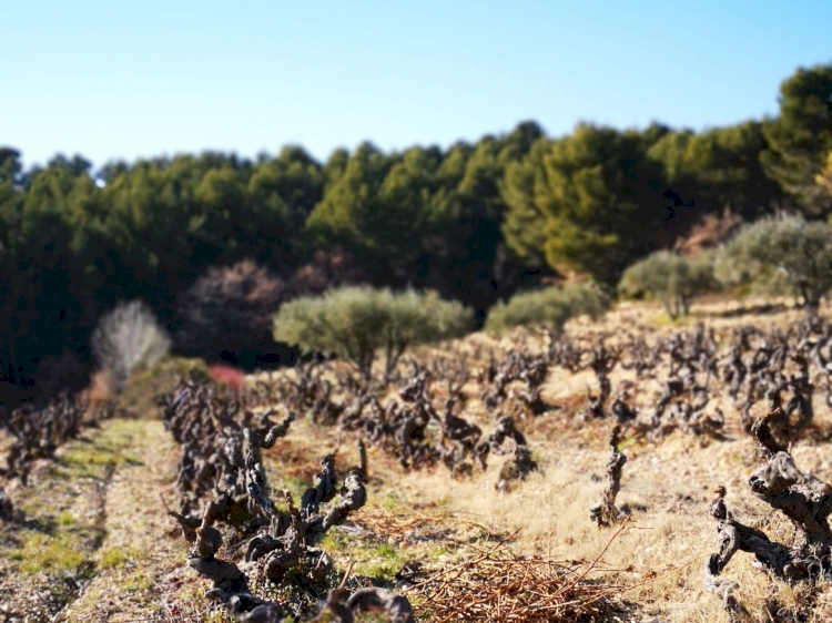 Tac, tac, tac… Ça taille dans les vignes !