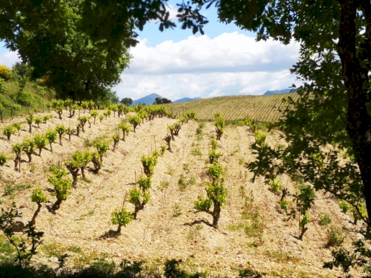 Meet the winegrowers of Secret Rasteau…