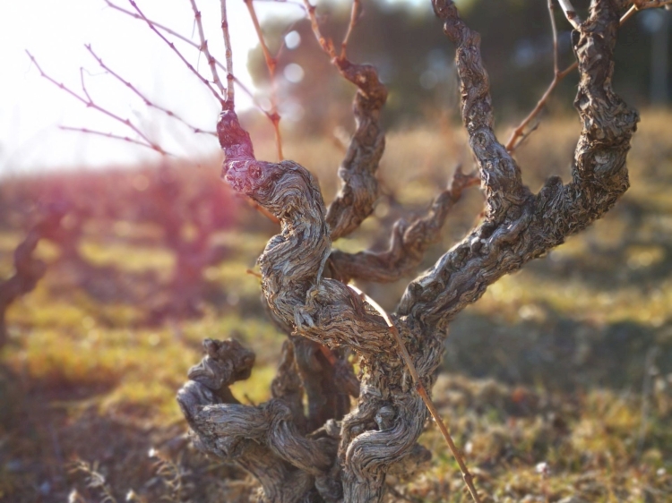 Les 10 ans du Cru : Ils en parlent !