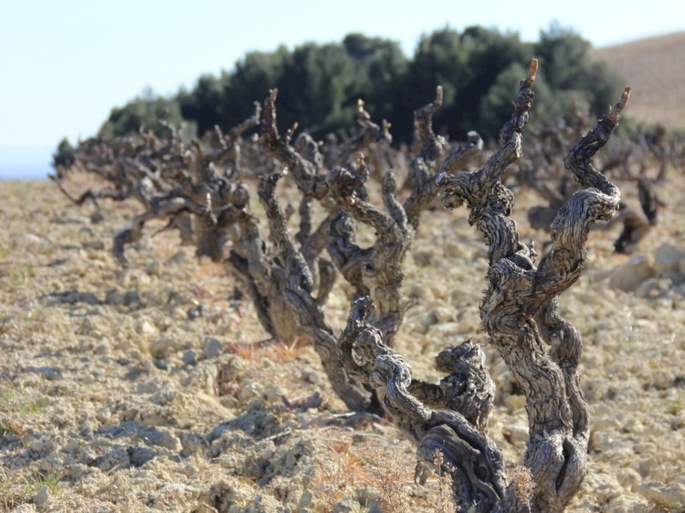 Une main dans les vignes, une autre dans la terre et un œil vers le ciel.