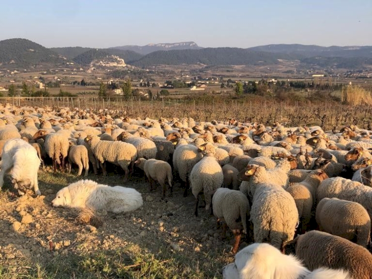 Quand les brebis s’invitent dans les vignes… les nouvelles pratiques d’entretien des sols