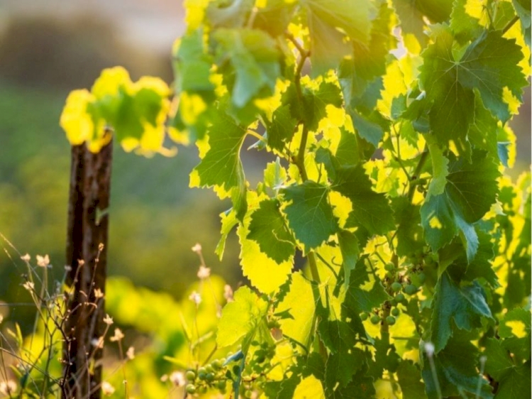 Les voeux du Cru Rasteau 2023