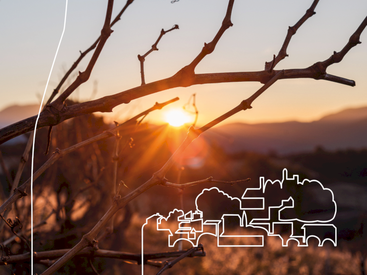 Focus 2023 : Les travaux de la vigne ou comment garantir la qualité du raisin