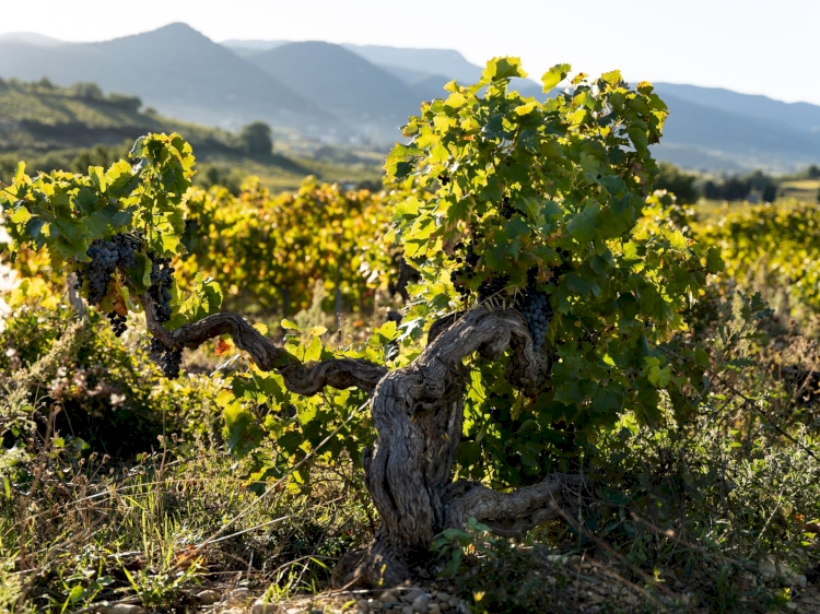 Domaine Beau Mistral