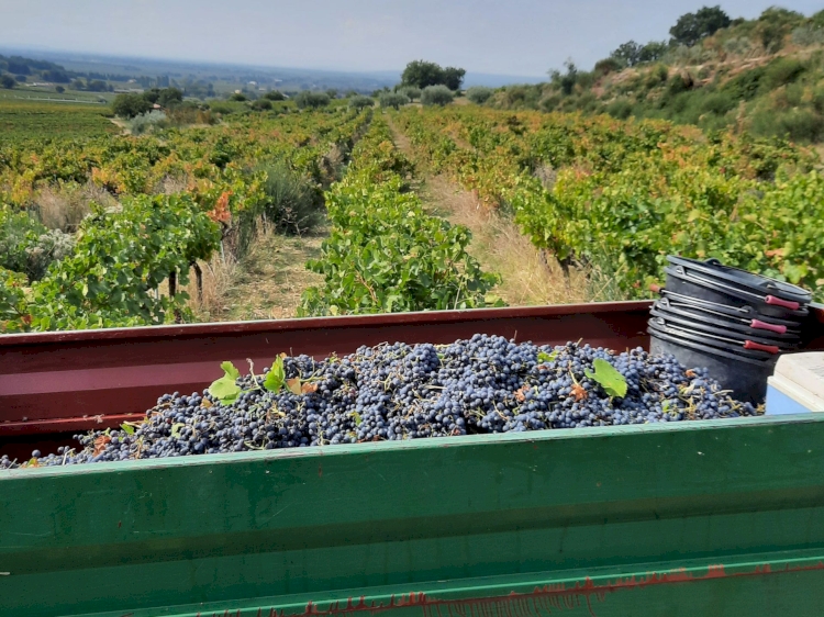 Domaine Wilfried