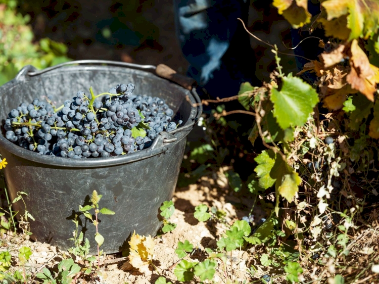 Domaine La Font de Notre Dame