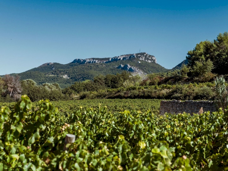 Domaine La Font de Notre Dame