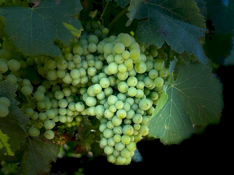 Domaine Les Grands Bois