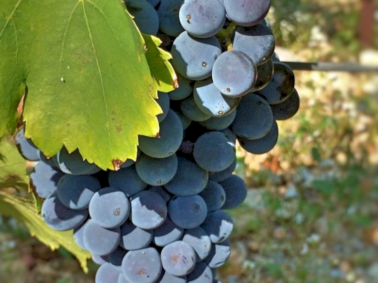 Domaine Les Grands Bois