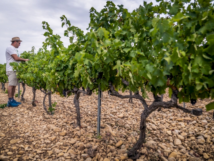 Domaine Chamfort Vasco Perdigao