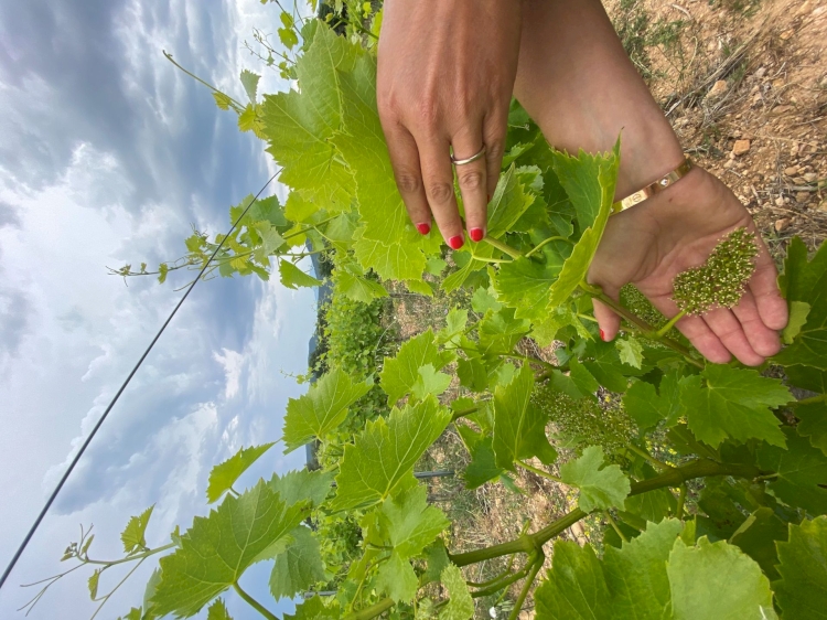Domaine des Evigneaux
