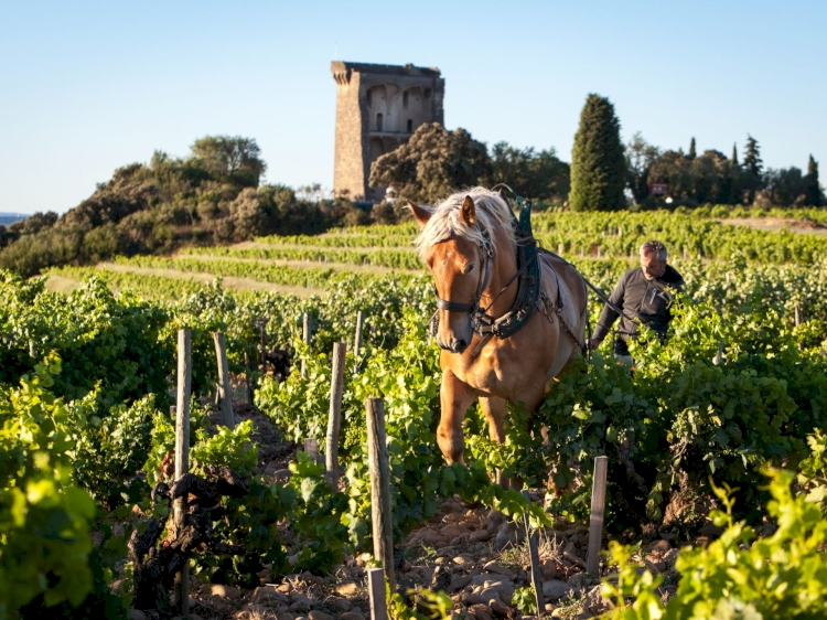 Domaine de Beaurenard