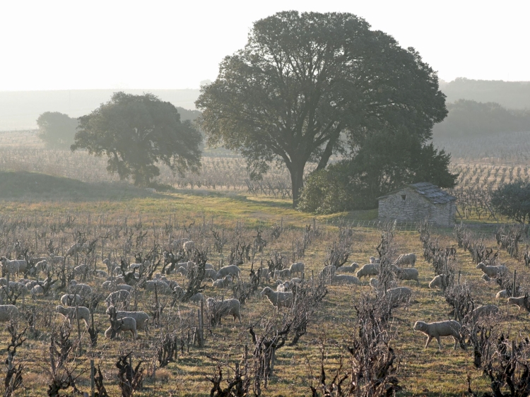 Domaine de Beaurenard