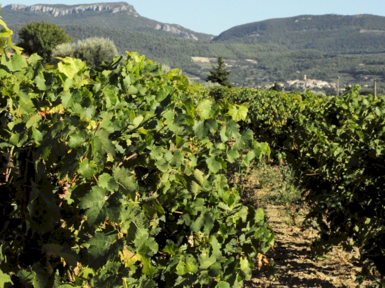 Domaine Grange Blanche